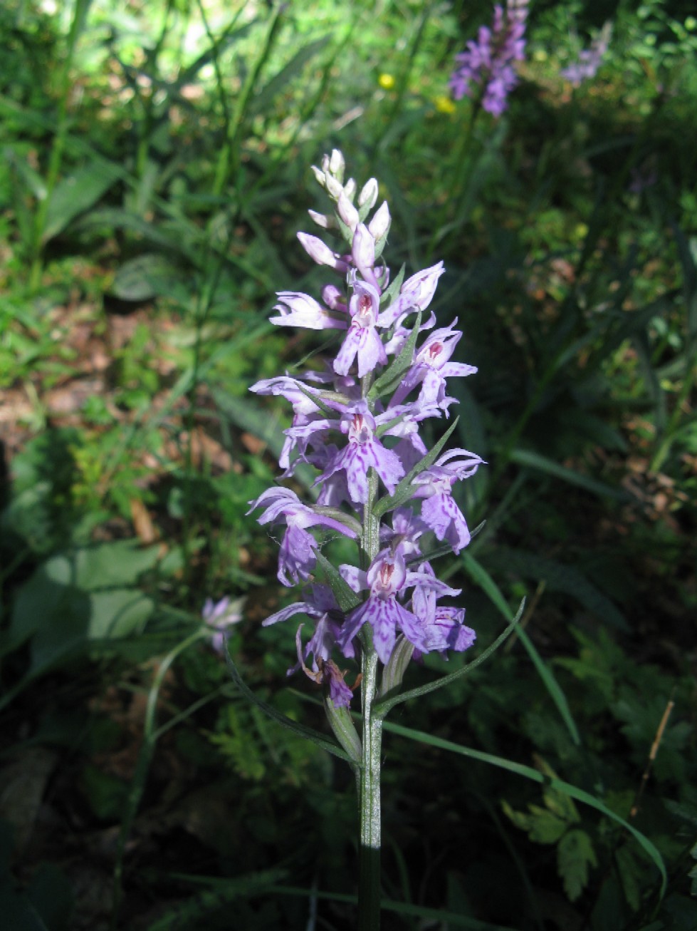 Orchidee delle Alpi Orobie valtellinesi (Sondrio)